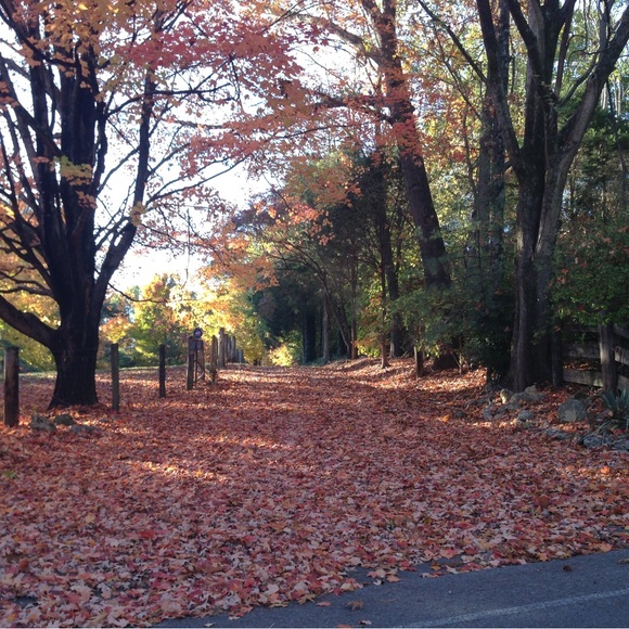 Loving the fall foliage! - Picture 1 of 5